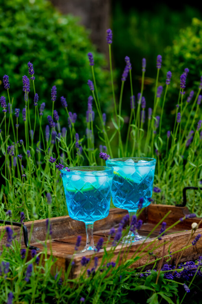 Two blue cocktail with ice and lavender on a tray in a garden
